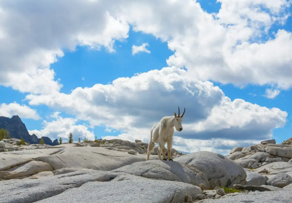 Mountain goat