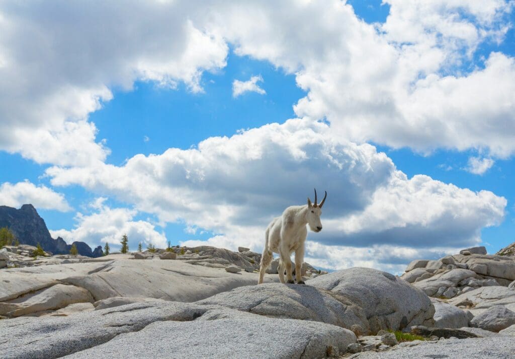 Mountain goat